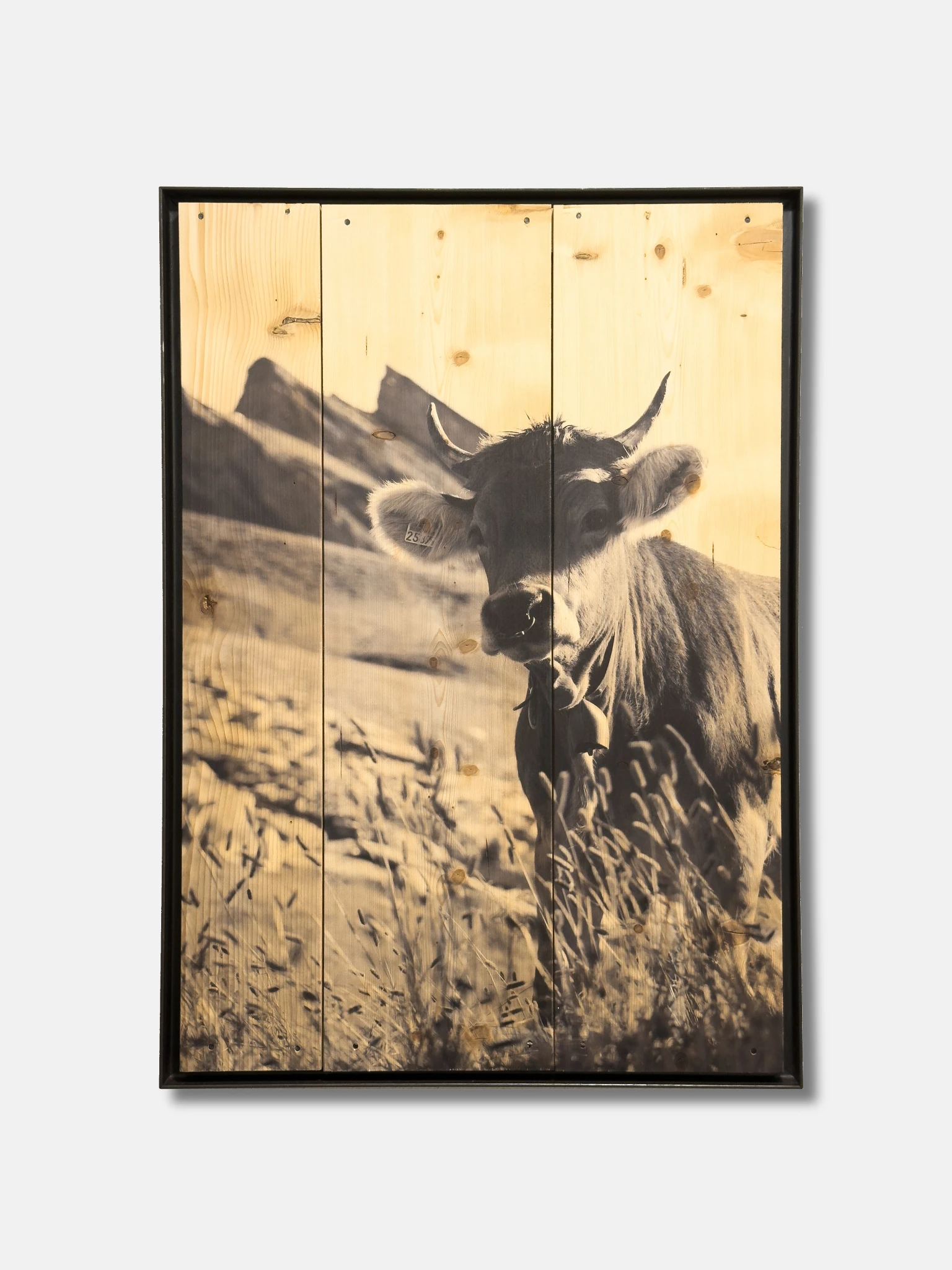 Mucca al Piz Uccello